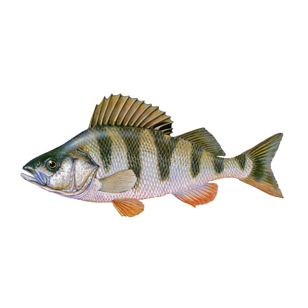 Egli